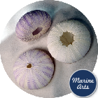 8606 - Sea Urchin - White Lilac